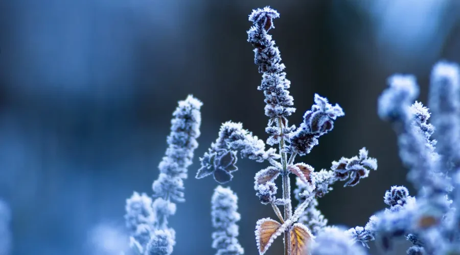 Southern N.B. In For Brief Cold Snap Tuesday