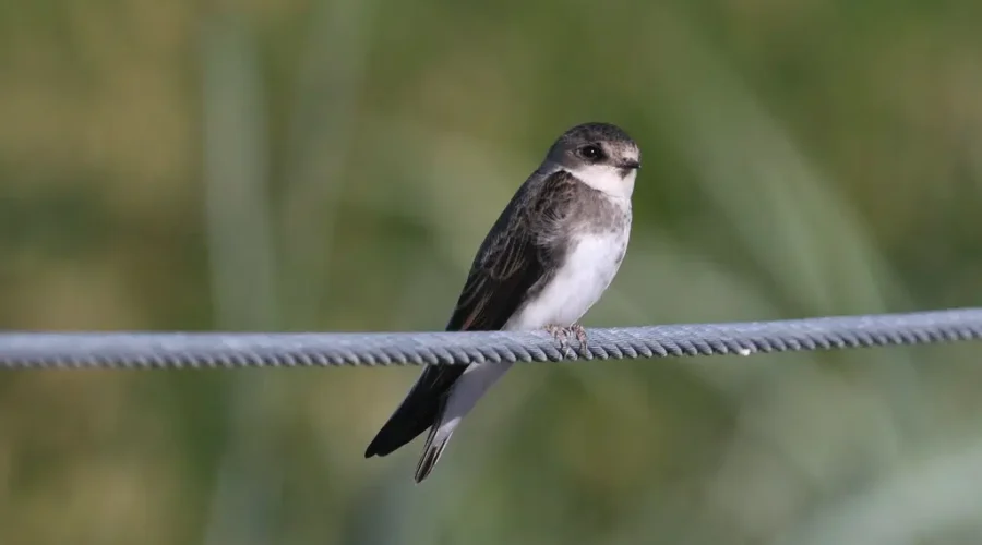 Bank Swallow Declared Endangered In N.B.