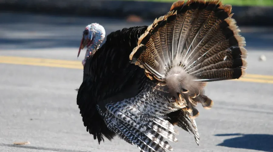 Draw Results Available For Wild Turkey Hunt