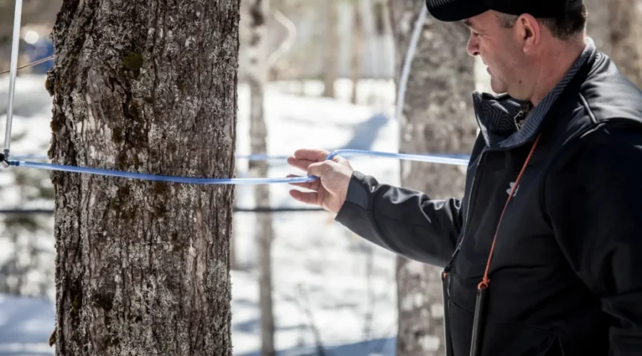 NB Maple Syrup Industry Tapping Into Its Potential