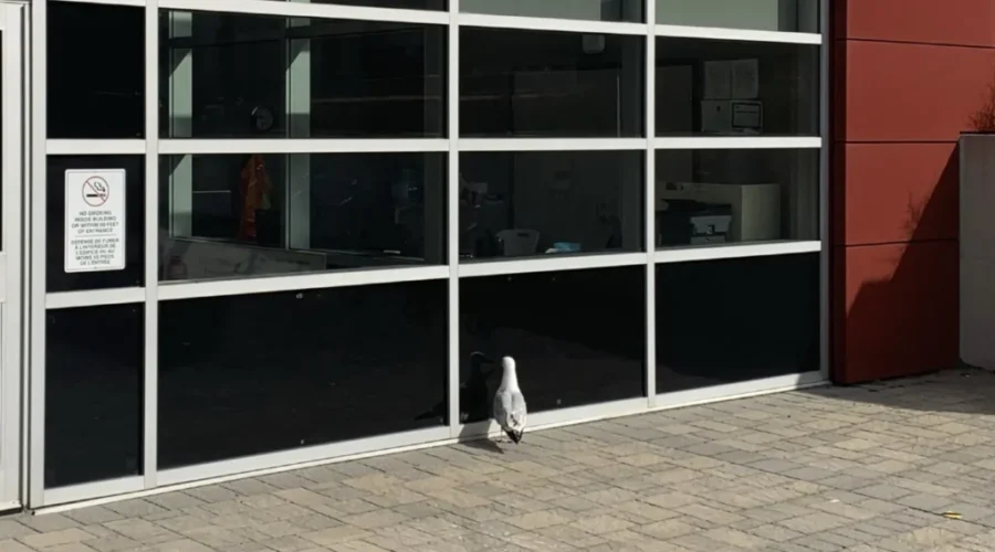 ‘Steven Seagull’ Spotted Again Uptown