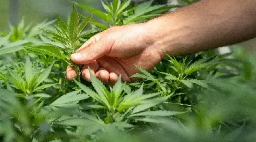 N.B. Cannabis Generates $244-Million In Crop Receipts; More Than Potatoes, Blueberries