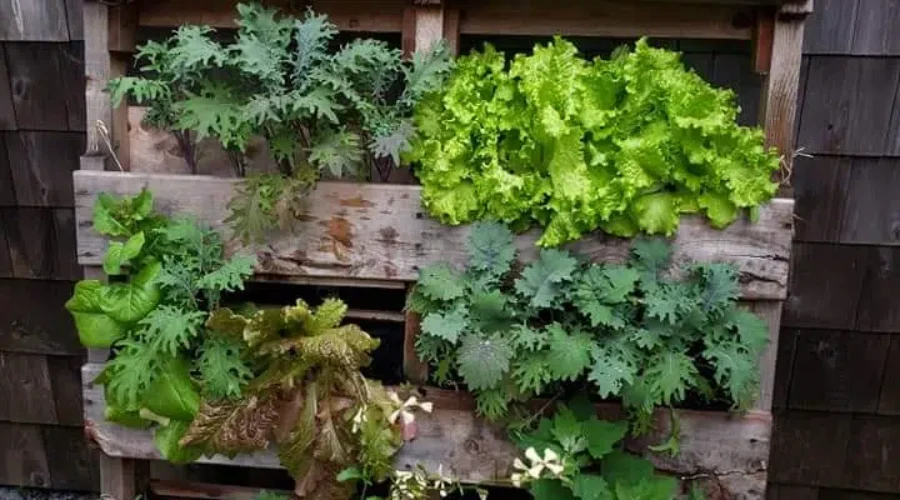 South End Communal Garden Returns