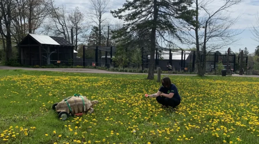 Magnetic Hill Zoo Tortoise Gets New Set Of Wheels