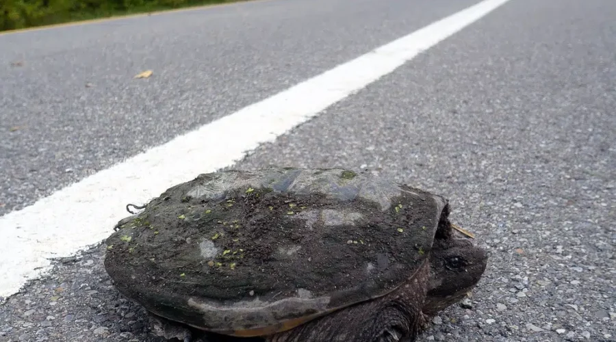 Keep Your Eyes Peeled For Snapping Turtles