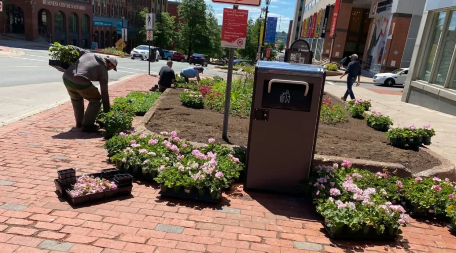 Flower Beds, Baskets Return To Uptown Saint John