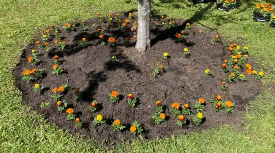 The Marigold Project Back For Another Year