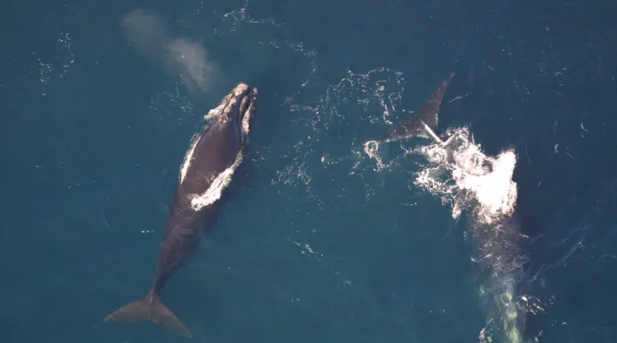 Crews Continue Search For Entangled Right Whales