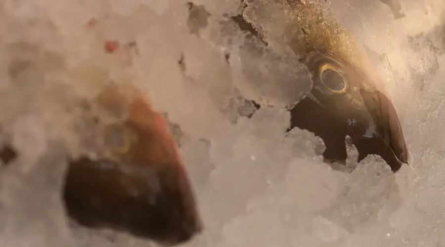 Feds Invest To Assist Fish And Seafood Sector Recovery