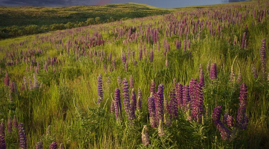 Non-Native Lupins Pose Risk To Biodiversity