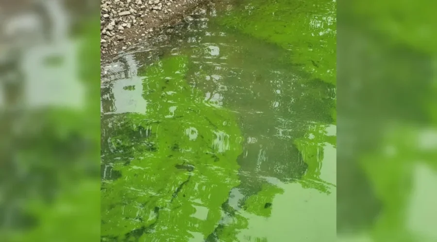 Blue-Green Algae Advisory For Darlings Lake