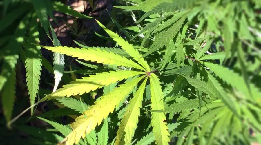 Cannabis NB Allows Local Producers To Sell Their Own Products