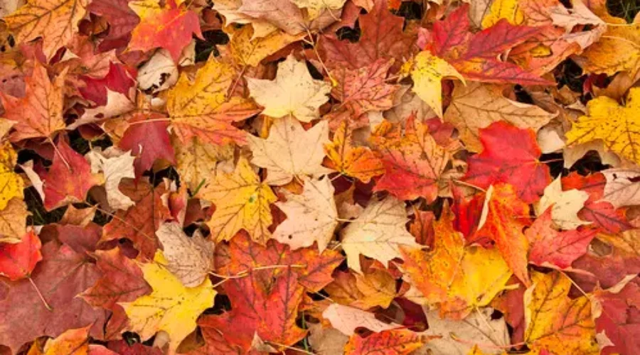 Environment Canada Expecting Fall Temperatures Warmer Than Normal