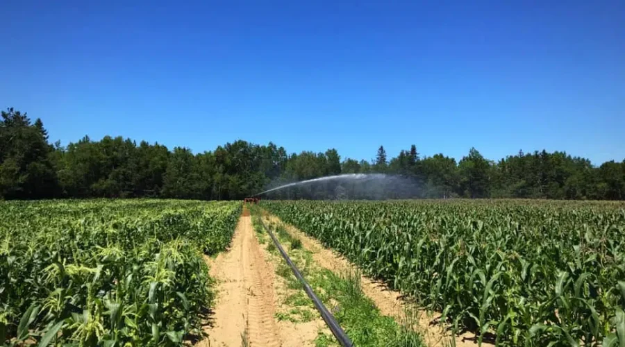 Labour Struggles On Farms Amid Bountiful Season