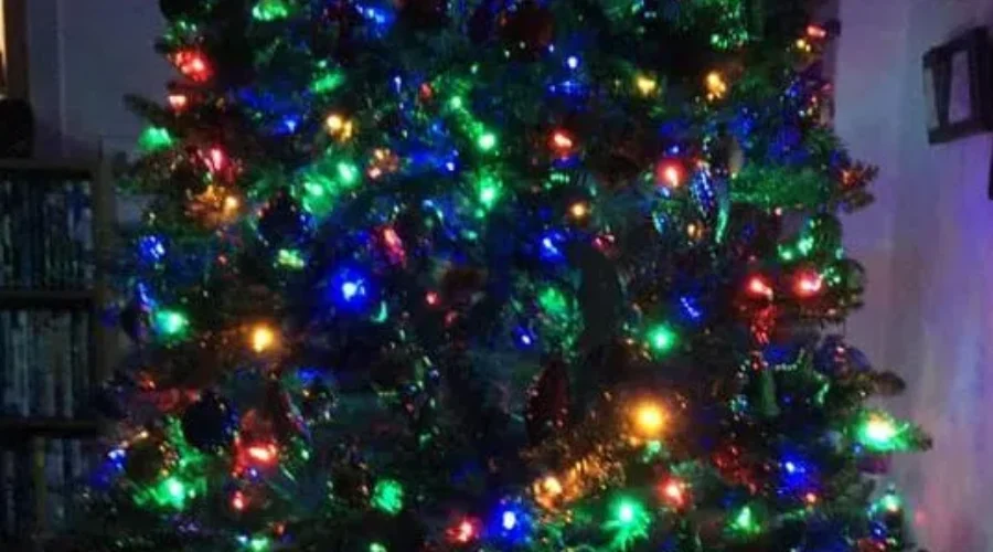 Never Buy a Christmas Tree That Feels Like This