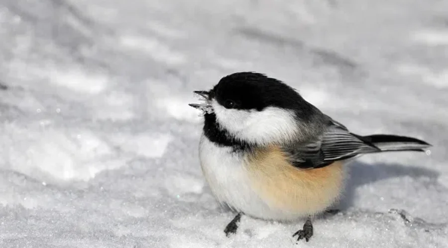 Annual Bird Count Is Important Wildlife Census