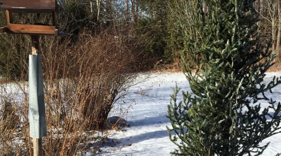 Leave Your Christmas Trees In The Backyard: Nature Conservancy