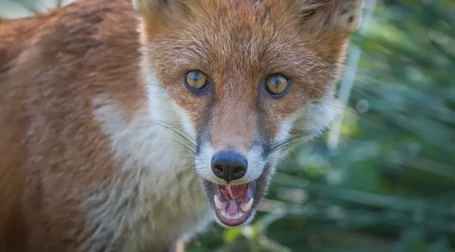 ‘Don’t Feed The Animals’ In Kouchibouguac