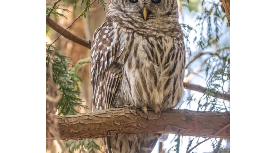 Wisdom comes with Knowledge not age (or so they say)