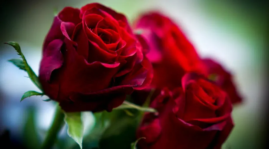 Flowers A Favourite For Men On Valentine’s Day