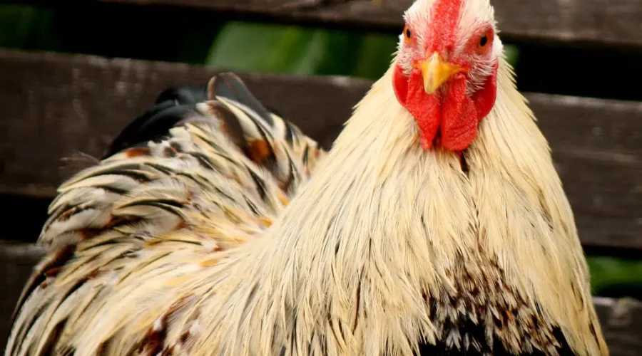 Presence of bird flu in N.S. triggers trade restrictions for Canada