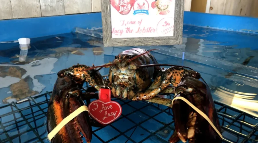 Lucy The Lobster To Make Virtual Groundhog Day Prediction