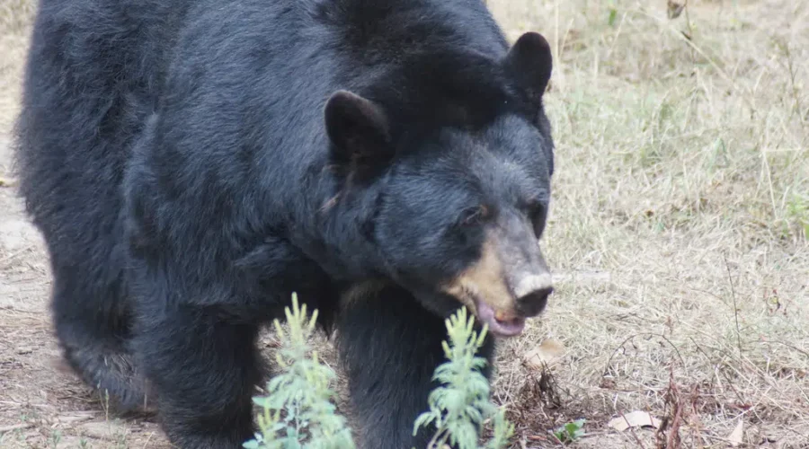 Man Attacked By Bear In Grand-Barachois