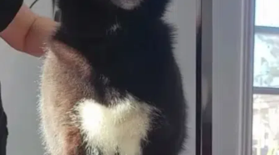 Seized Dogs Doing Well In Foster Care Through Greater Moncton SPCA