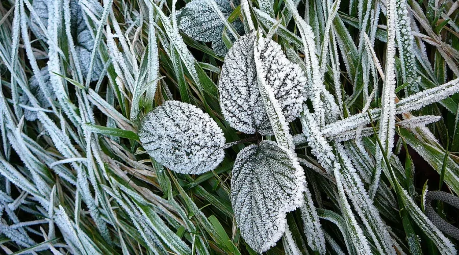 Frost Advisories Issued In New Brunswick