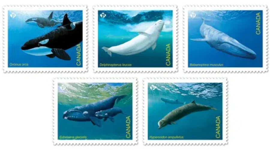 Stamps To Feature Canada’s Endangered Whales