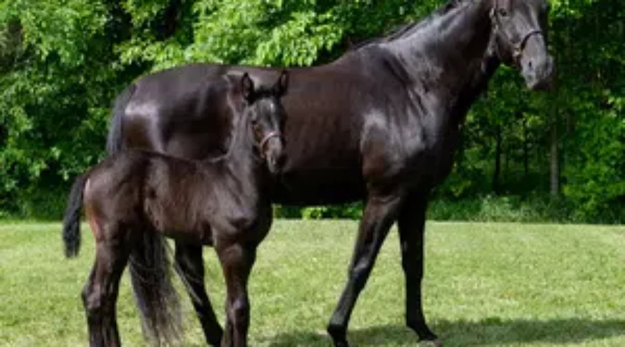Hundreds Of Submissions Received To ‘Name The RCMP Foals’