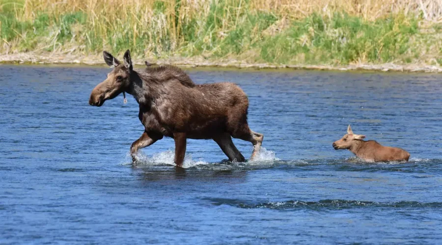 Moose Draw Results Now Available