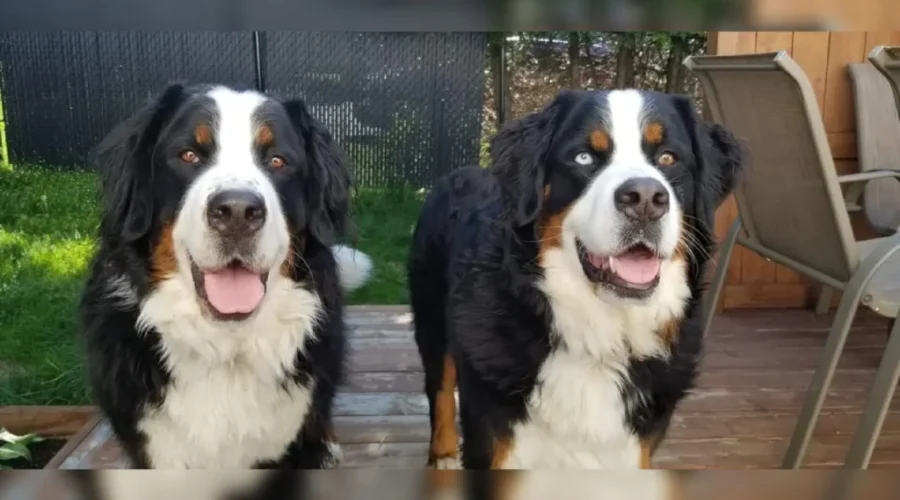 Progress Made On West Side Dog Park