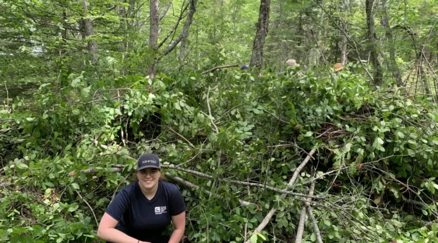 Cutting Back Glossy Buckthorn