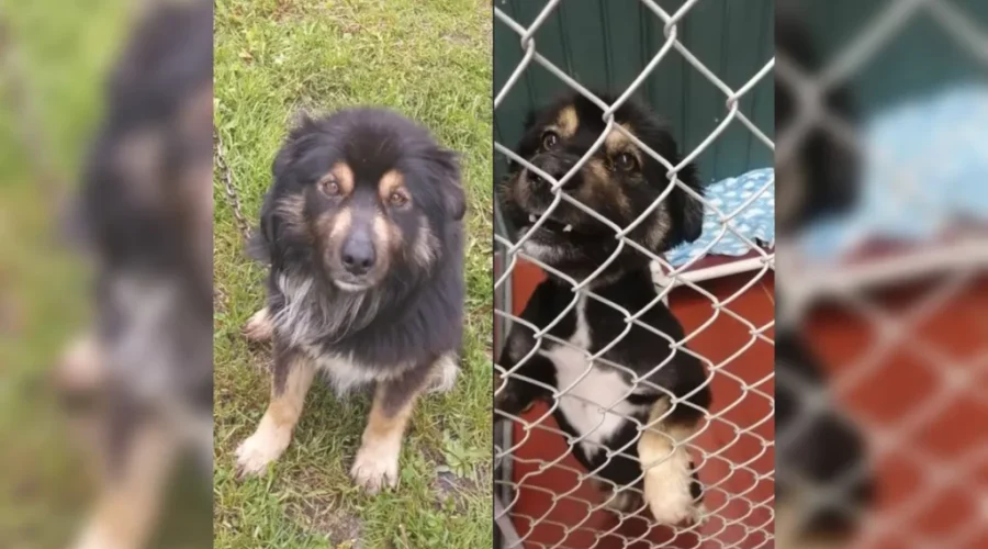 Dog Found With Chain Embedded In Its Neck: SPCA