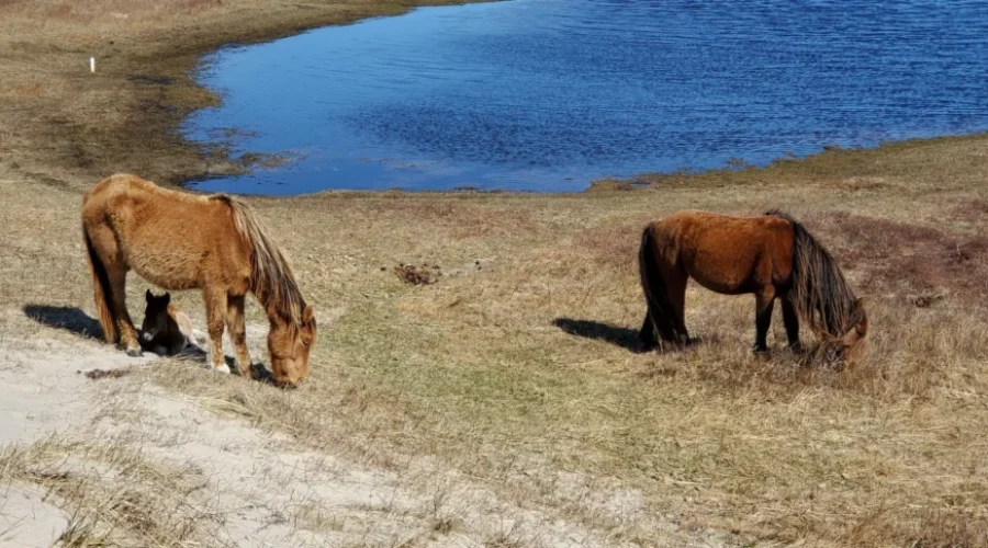 Study Underway On Sable Island Horses And Their Habitat