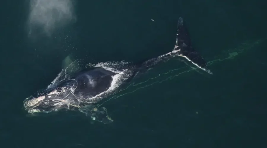 Entangled North Atlantic Right Whale Reported Near Shippagan