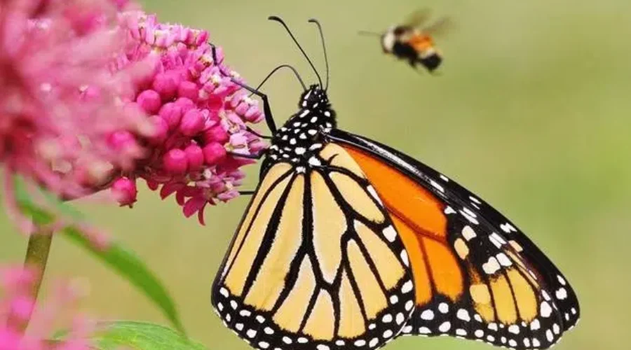 New Insect Species Found At Fundy National Park