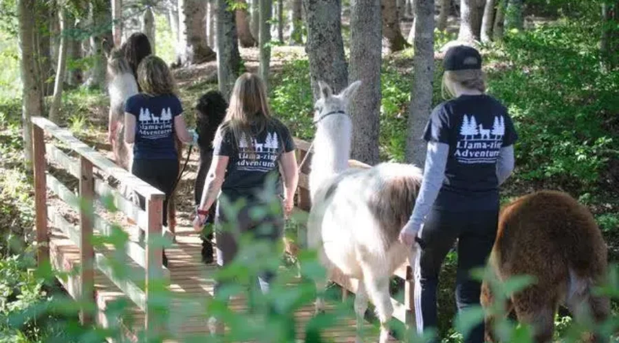 Two Years Later, Llama-mazing Adventures Going Strong