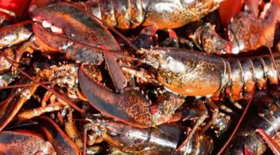 Lobster Season Delayed In Northumberland Strait