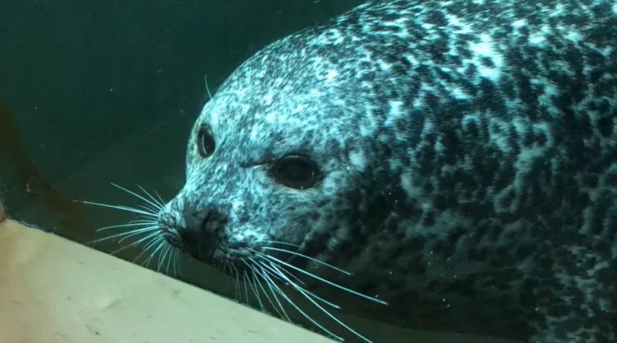 Science Centre Mourns Loss Of Harbour Seal