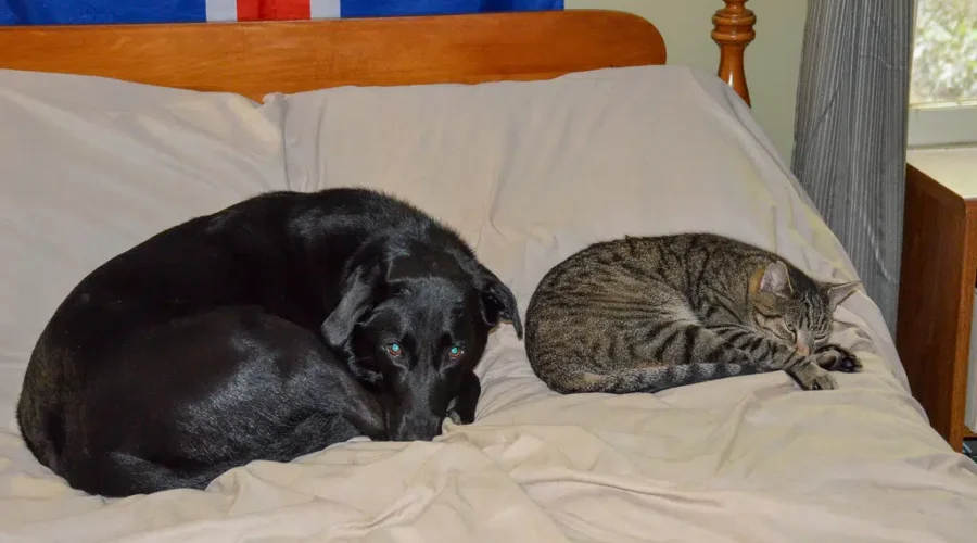 Cats Rule Canadian Households