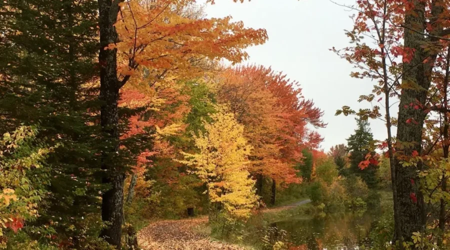 Fall Colours Could Be Spectacular