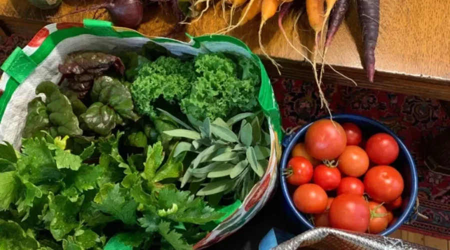 Community Garden To Feed Families Year Round