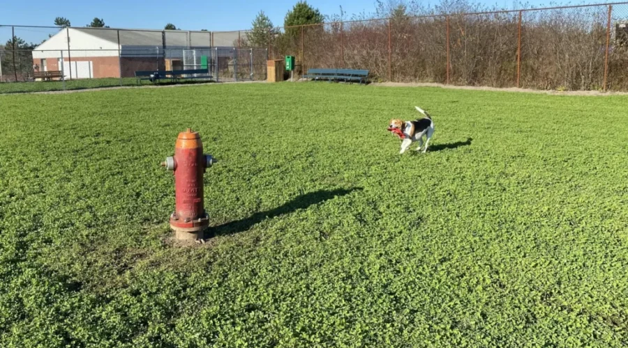 Dog Park Now Located On City’s West Side