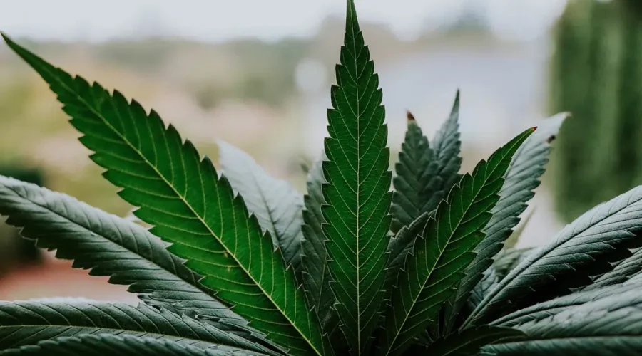 Canadian Cannabis Survey Results Released