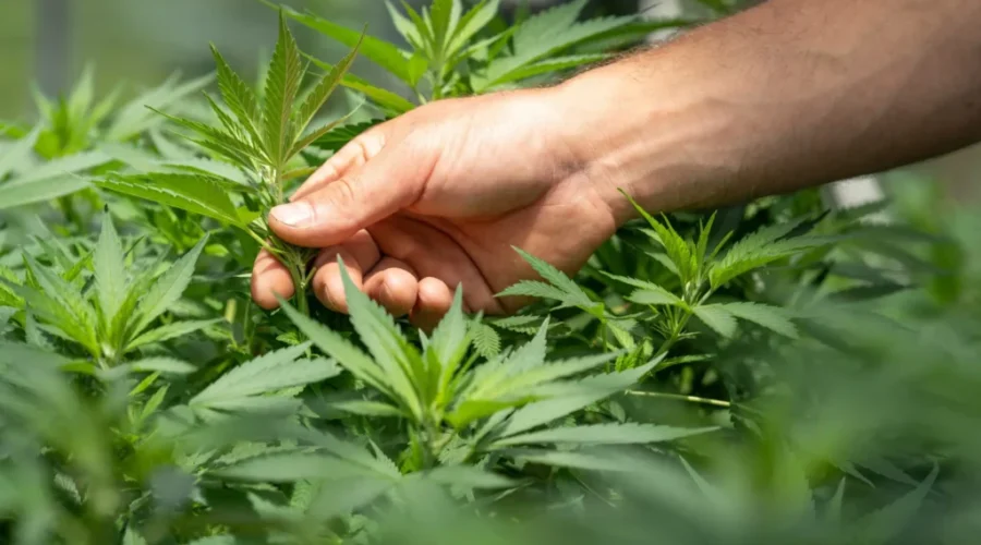 Program Aims To Educate Teens On Cannabis Risks