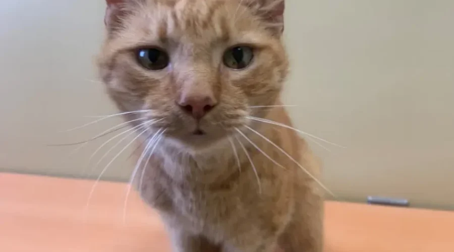 Shelter Adoptions Down In Saint John