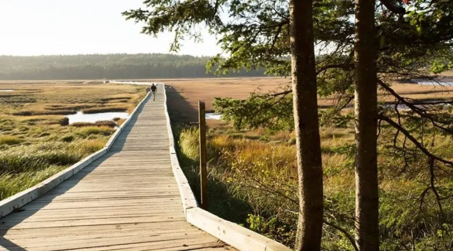 The Coastline That Remembers