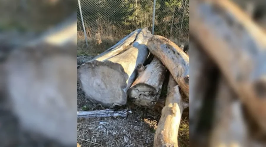 City Seeks Interest For Wood From Fallen Trees